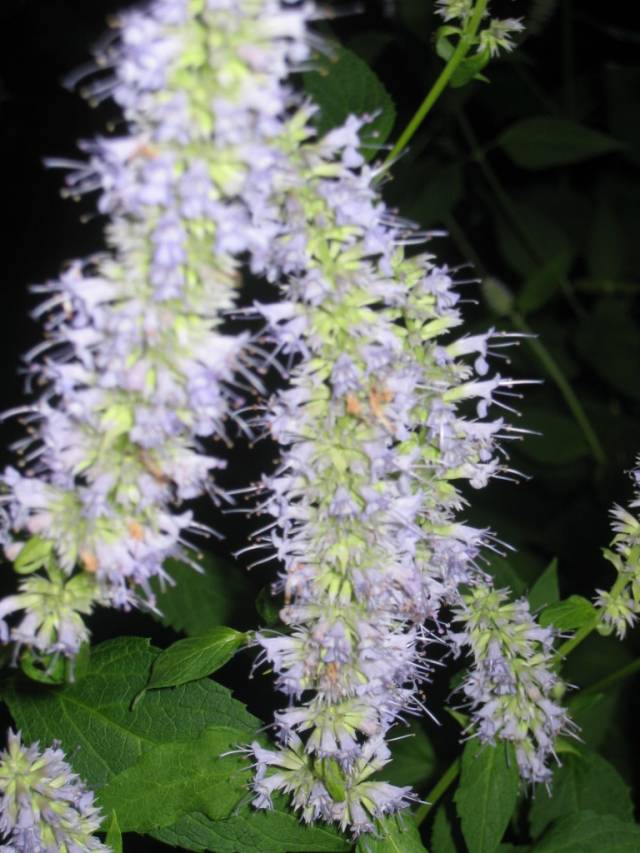 تصاویر گل مکزیکی Agastache foeniculum 6